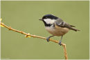 Coal tit
