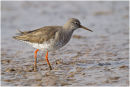 Redshank portrait