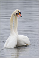 Mute swans