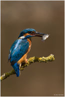 Kingfisher with fish