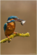Kingfisher with fish