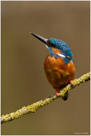 Kingfisher looking up