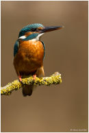 Kingfisher in the sun
