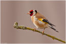 Goldfinch