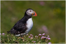 Puffin posing