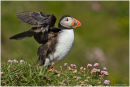 Puffin a flap
