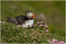 Puffin in thrift
