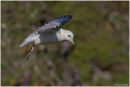 Fulmar in flight