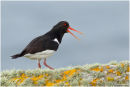 Oystercatcher calling