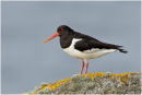 Oystercatcher