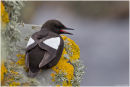 Black guillemot on the cliffs
