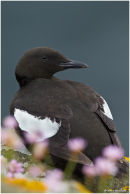 Black guillemot in thrift