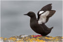 Black guillemot