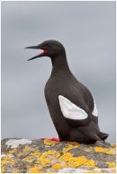 Black guillemot calling