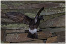 Storm petrel landing
