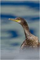 Shag portrait