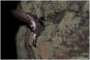 Storm petrel landing