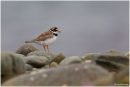Ringed plover