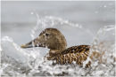 Eider duck (female)