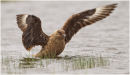 Great skua bathing