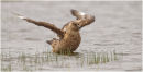 Great skua bathing