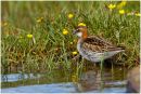 Red necked phalarope