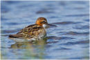 Red necked phalarope