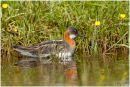 Red necked phalarope
