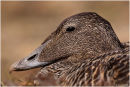 Eider portrait