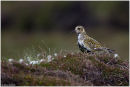 Golden plover