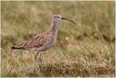 Whimbrel