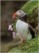 Puffin looking out to sea