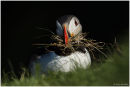 Puffin with nesting material