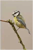 Blue tit perched