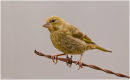 Greenfinch perched