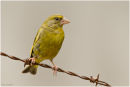 Greenfinch perched