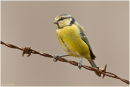 Blue tit perched
