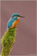 Kingfisher perched