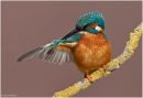 Kingfisher preening