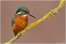 Kingfisher watching