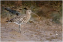 Curlew