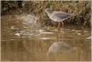 Redshank reflection