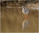 Redshank reflection