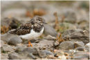 Turnstone