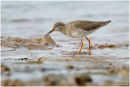 Redshank wading