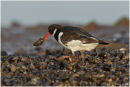 Oystercatcher with mussel