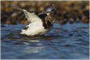Turnstone bathing