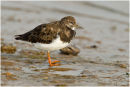 Turnstone portrait