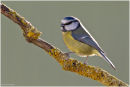 Blue tit perched