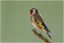 Goldfinch perched